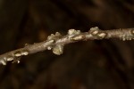 Tinospora afra