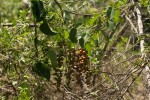 Tinospora afra
