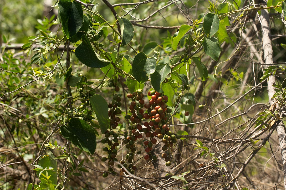 Tinospora afra
