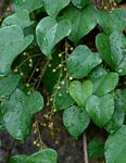 Tinospora afra