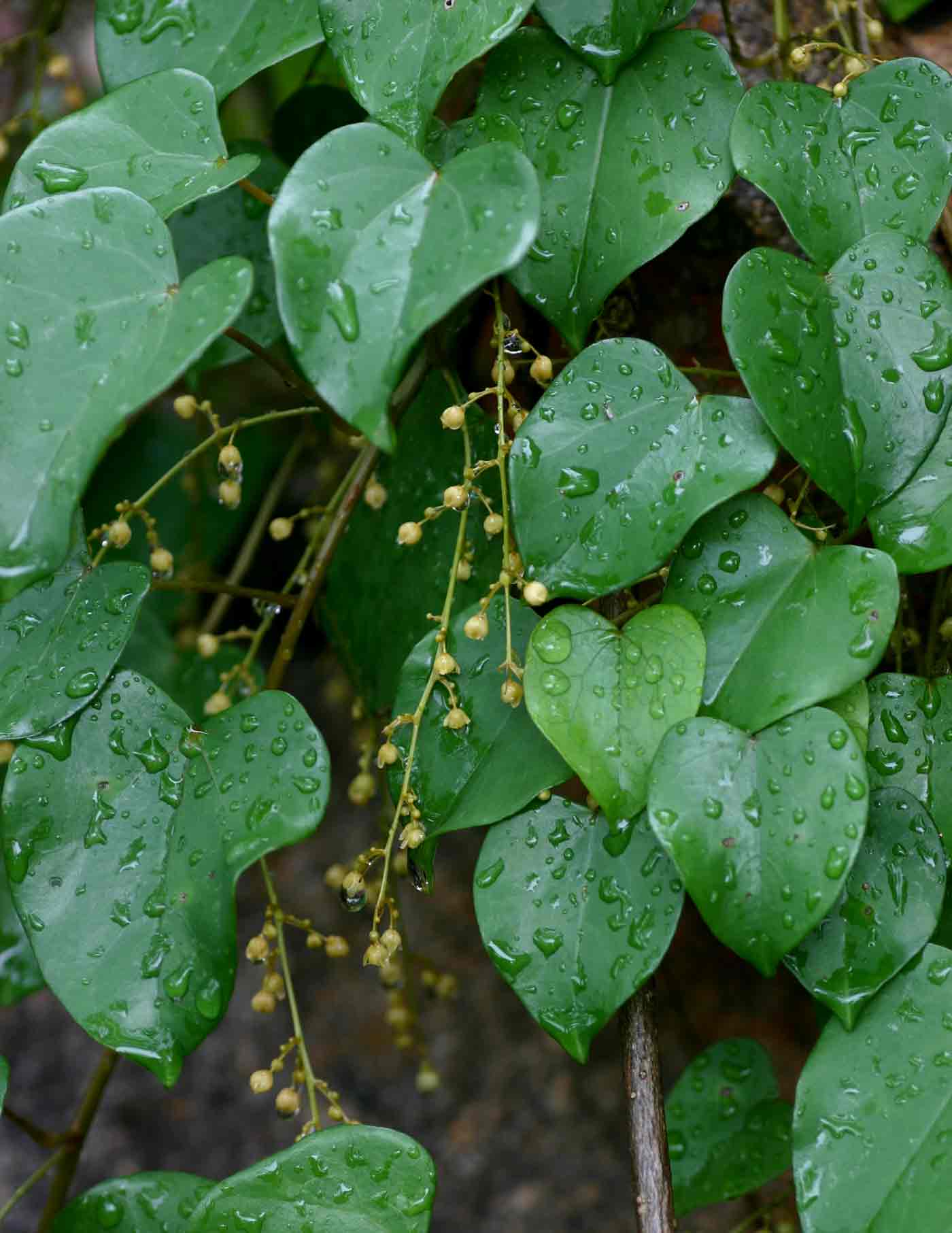 Tinospora afra