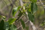 Tinospora afra