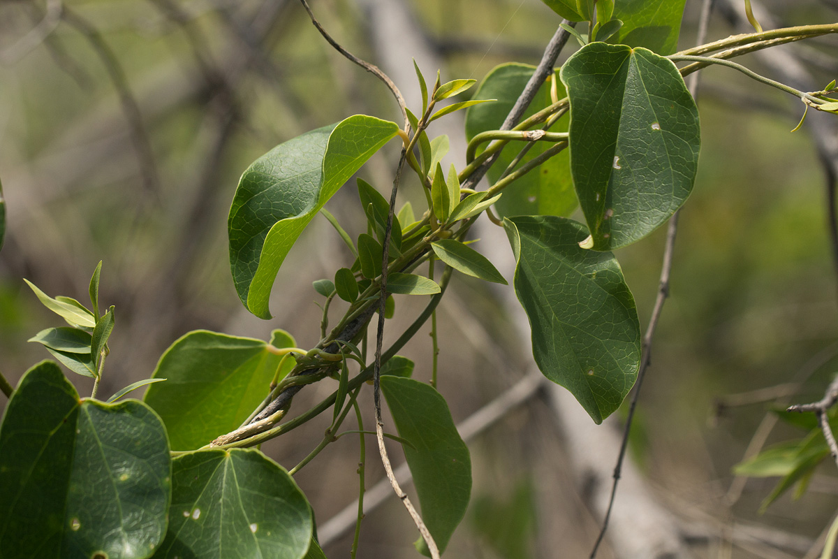 Tinospora afra