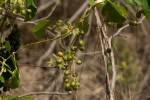 Tinospora afra