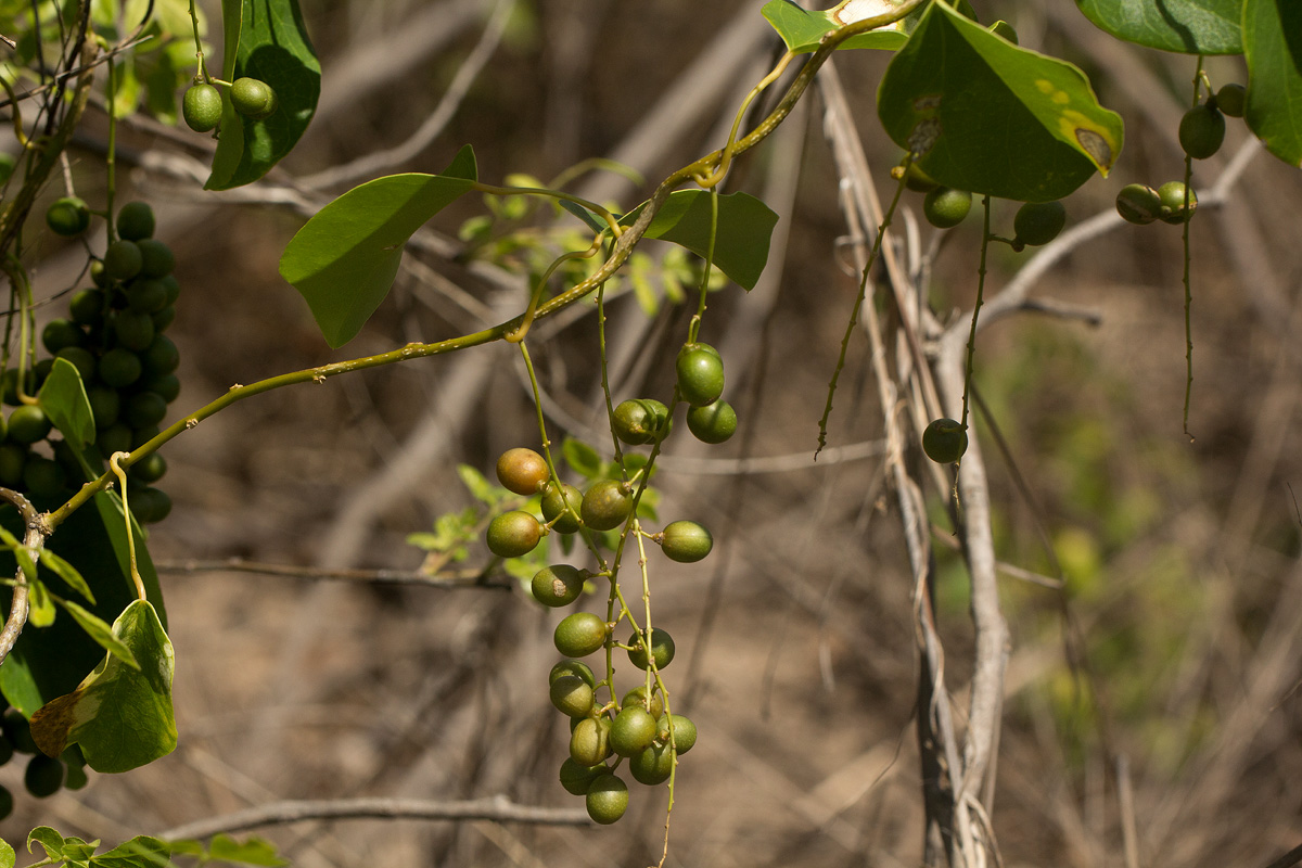 Tinospora afra