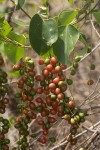 Tinospora afra