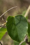 Tinospora afra
