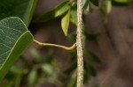 Tinospora afra