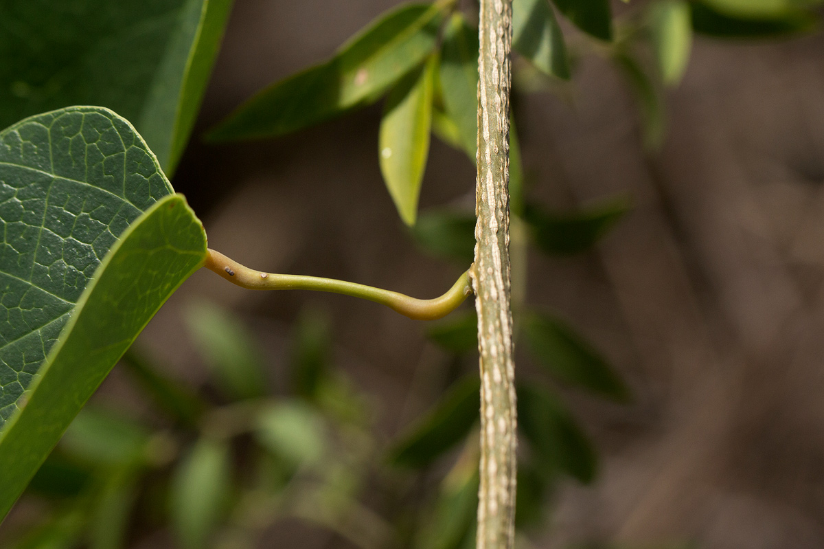 Tinospora afra