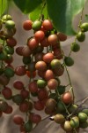 Tinospora afra
