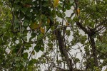 Tinospora afra