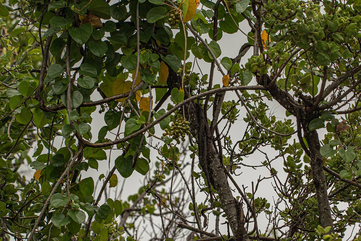 Tinospora afra