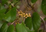 Tinospora afra
