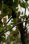 Tinospora afra