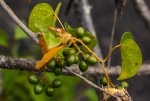 Tinospora afra