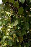 Tinospora afra
