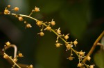 Tinospora afra