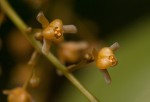 Tinospora afra