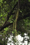 Tinospora afra