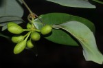 Monanthotaxis buchananii