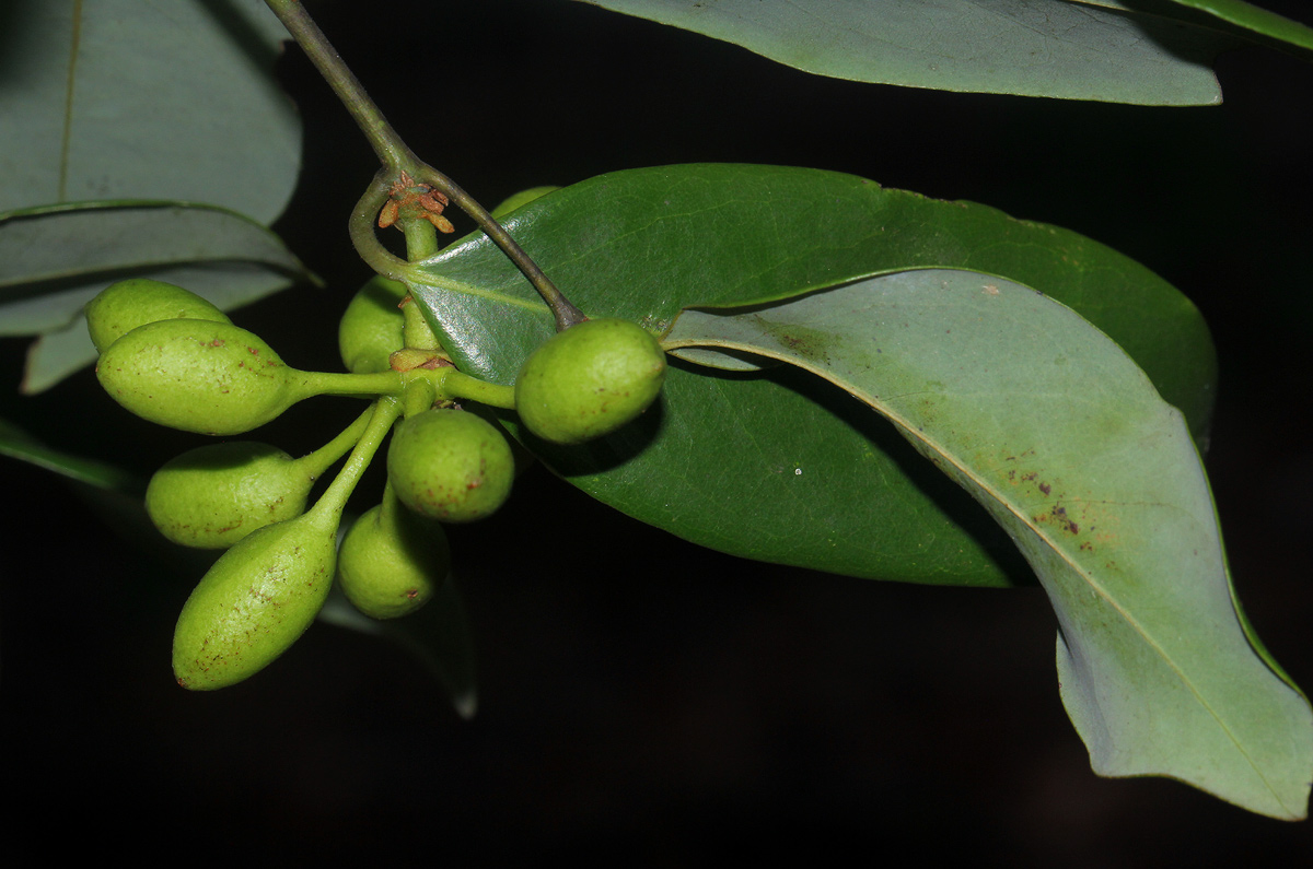 Monanthotaxis buchananii Monanthotaxis buchananii