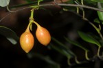 Monanthotaxis buchananii
