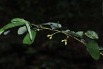 Monanthotaxis buchananii