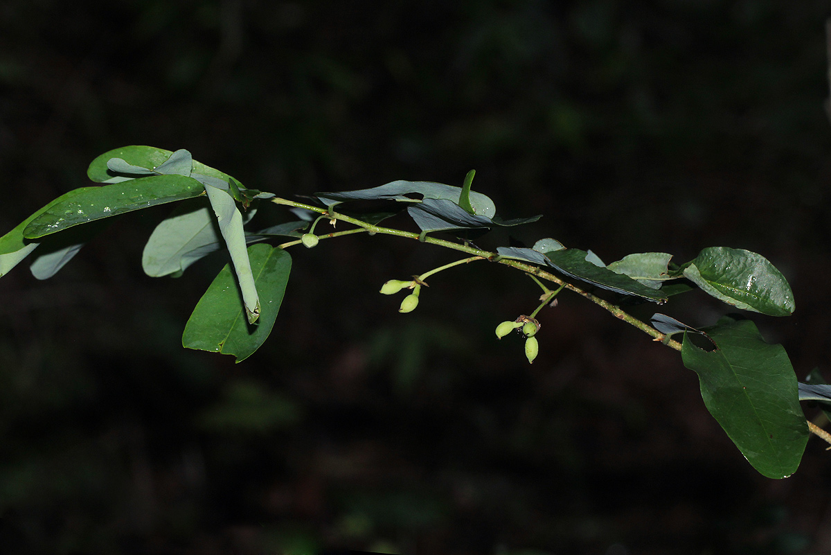 Monanthotaxis buchananii Monanthotaxis buchananii