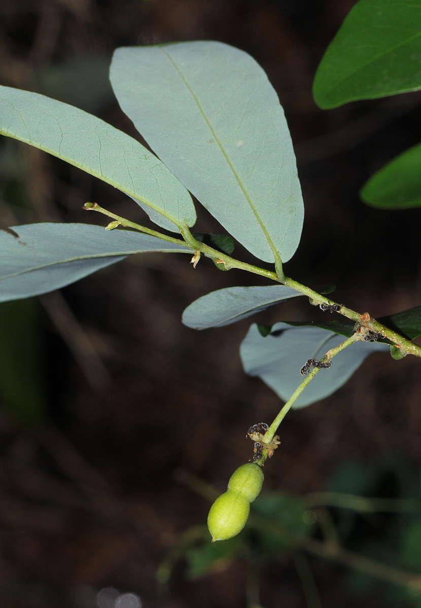 Monanthotaxis buchananii Monanthotaxis buchananii