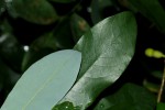 Monanthotaxis buchananii