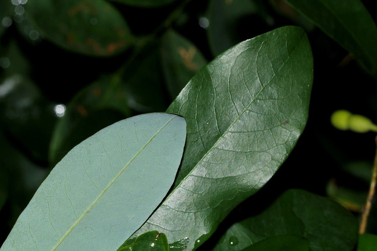 Monanthotaxis buchananii Monanthotaxis buchananii