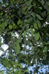 Monanthotaxis buchananii
