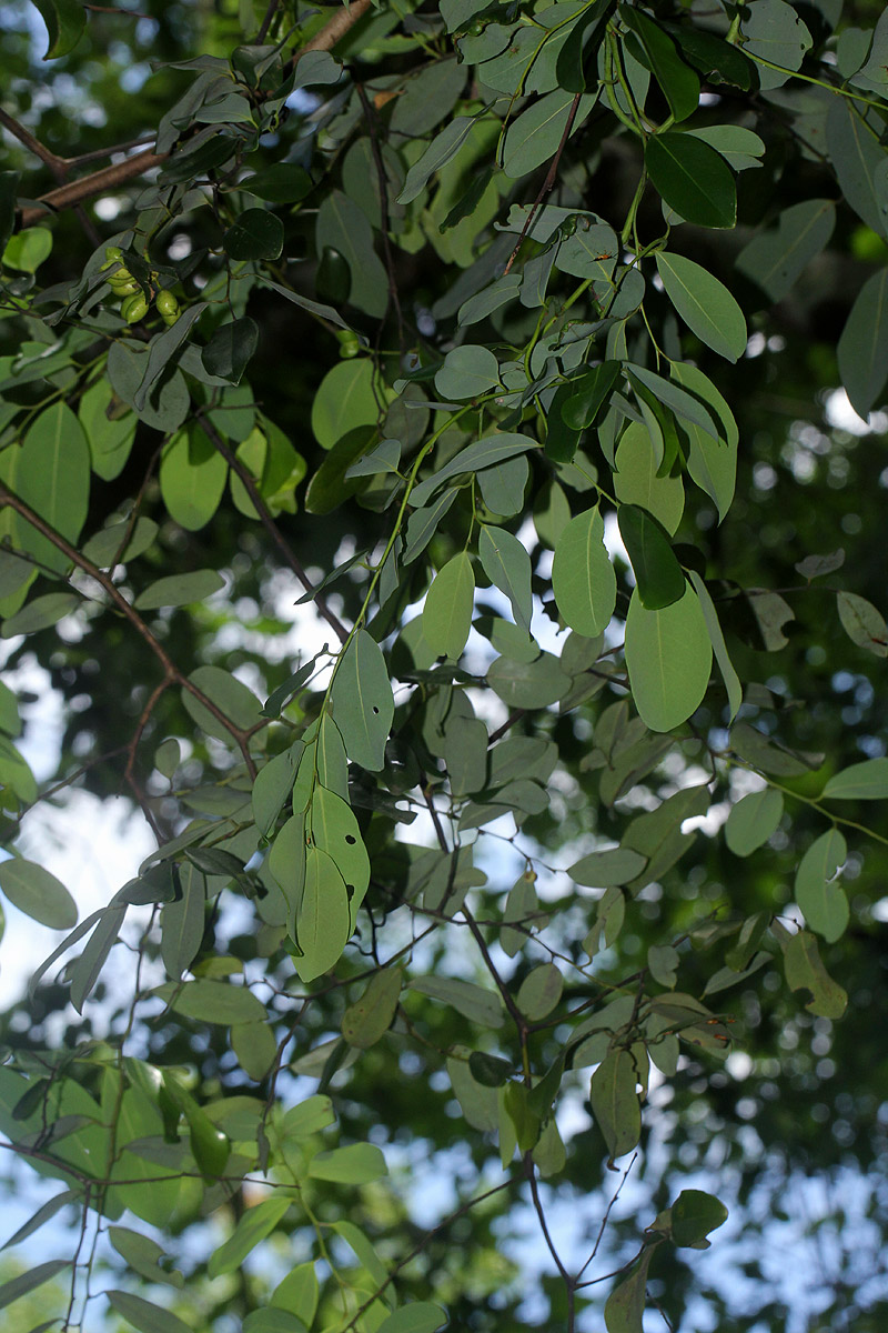 Monanthotaxis buchananii Monanthotaxis buchananii
