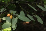 Monanthotaxis buchananii