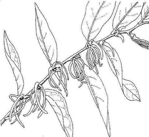 Xylopia odoratissima Xylopia odoratissima