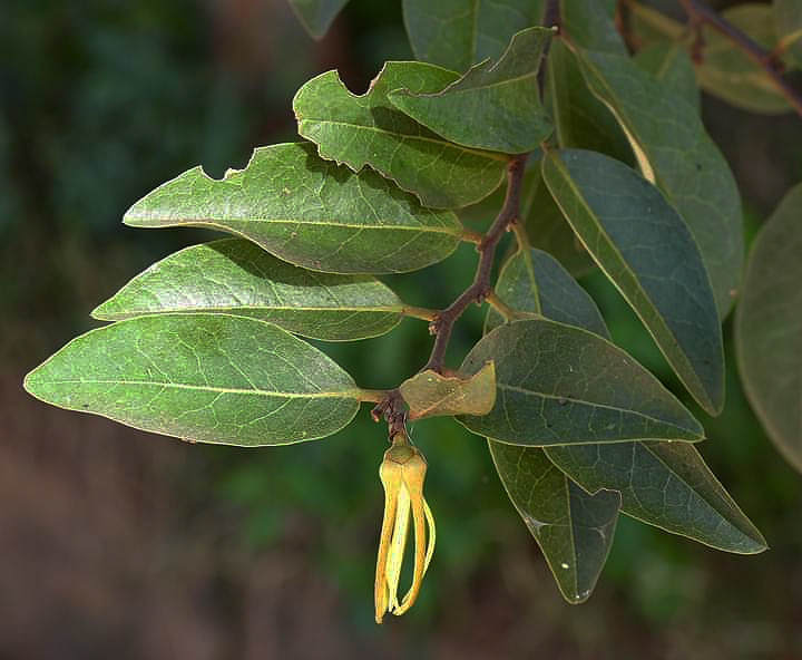 Xylopia odoratissima Xylopia odoratissima