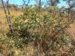 Xylopia odoratissima