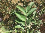 Xylopia odoratissima