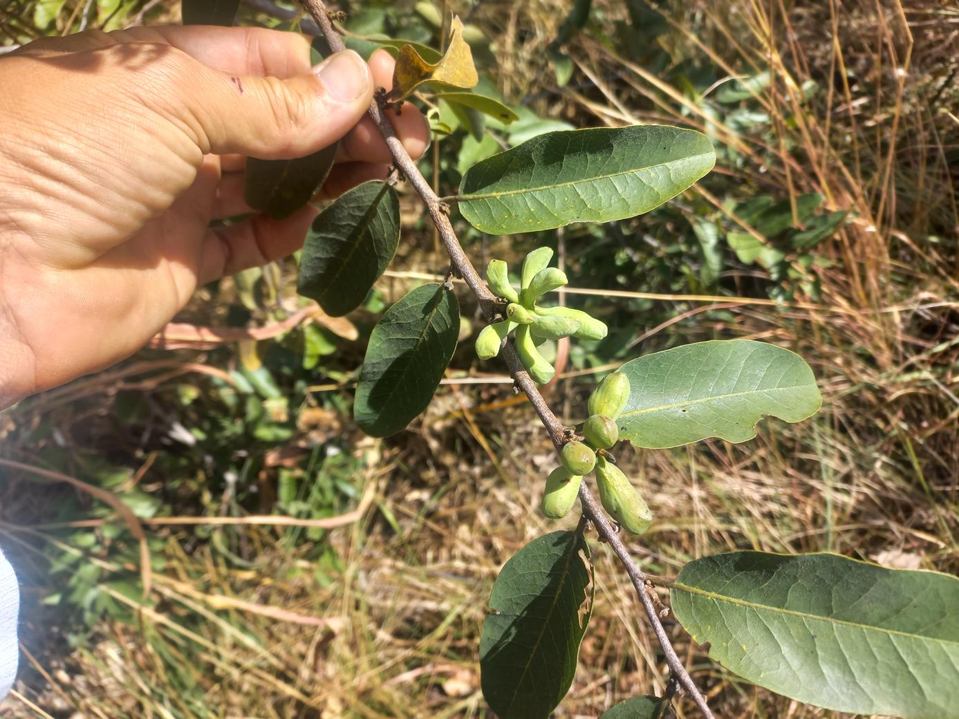 Xylopia odoratissima Xylopia odoratissima