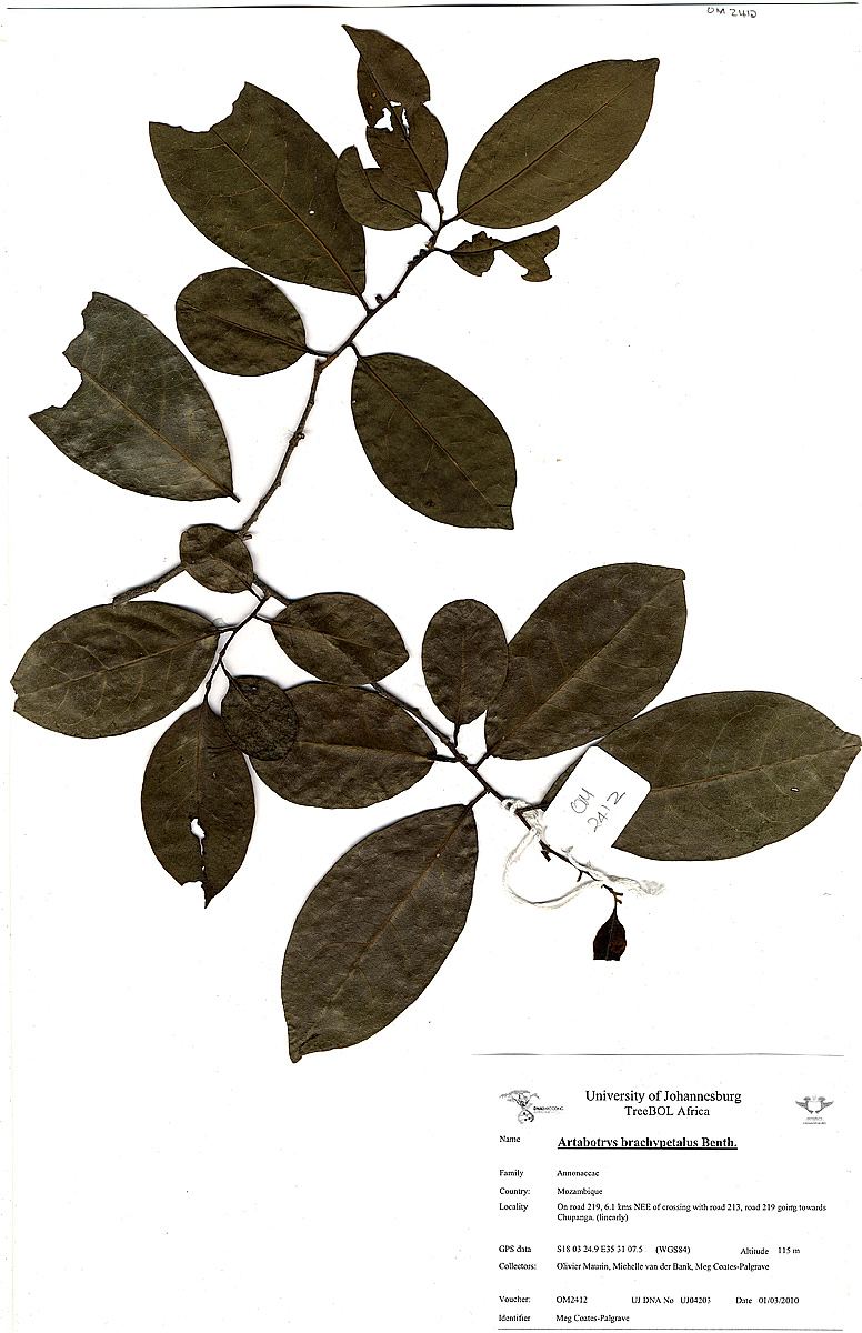 Artabotrys brachypetalus Artabotrys brachypetalus