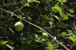 Artabotrys brachypetalus