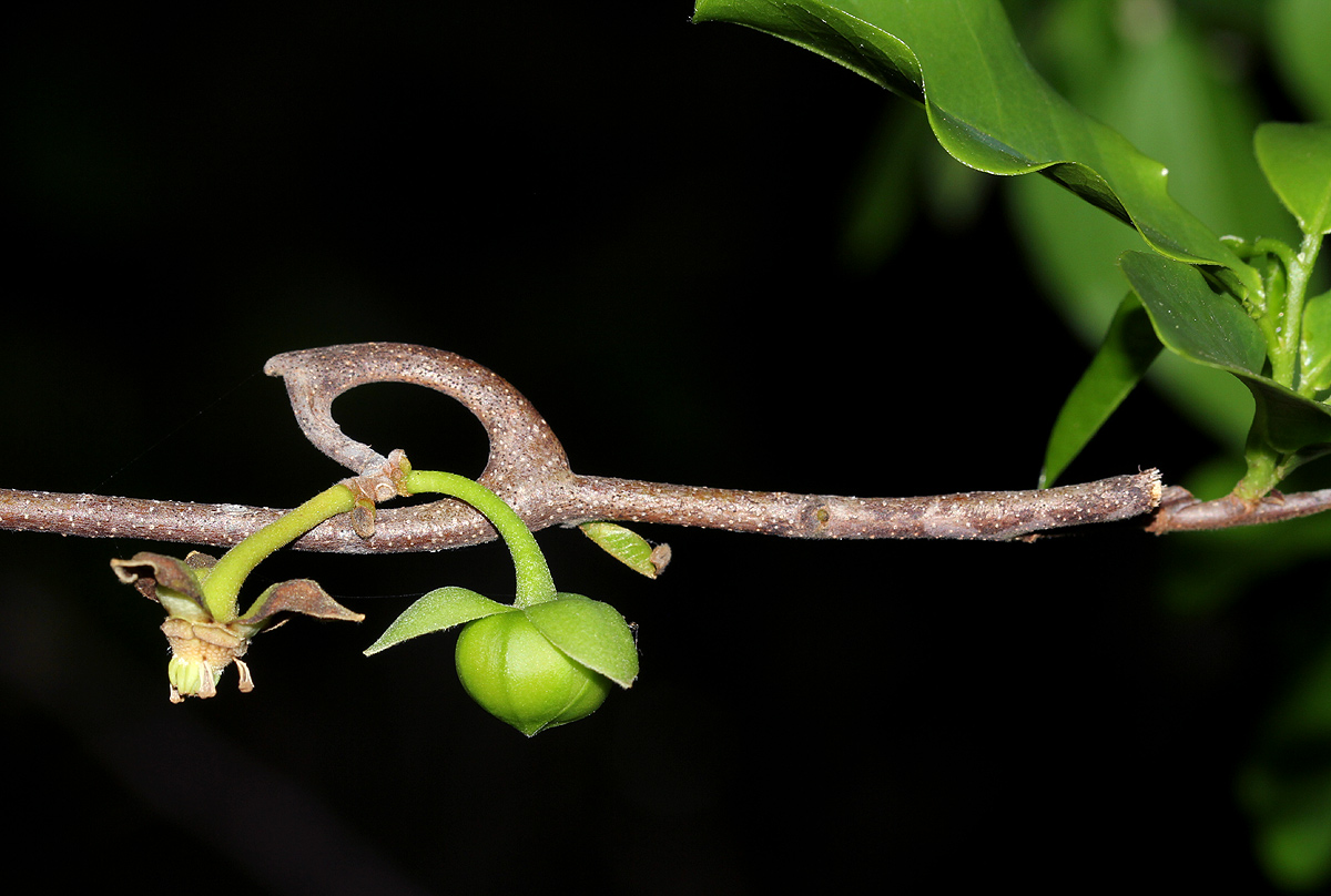 Artabotrys brachypetalus Artabotrys brachypetalus