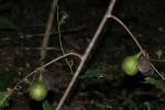Artabotrys brachypetalus