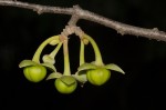 Artabotrys brachypetalus