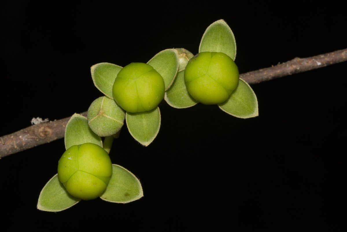 Artabotrys brachypetalus
