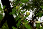 Artabotrys brachypetalus