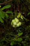 Artabotrys brachypetalus