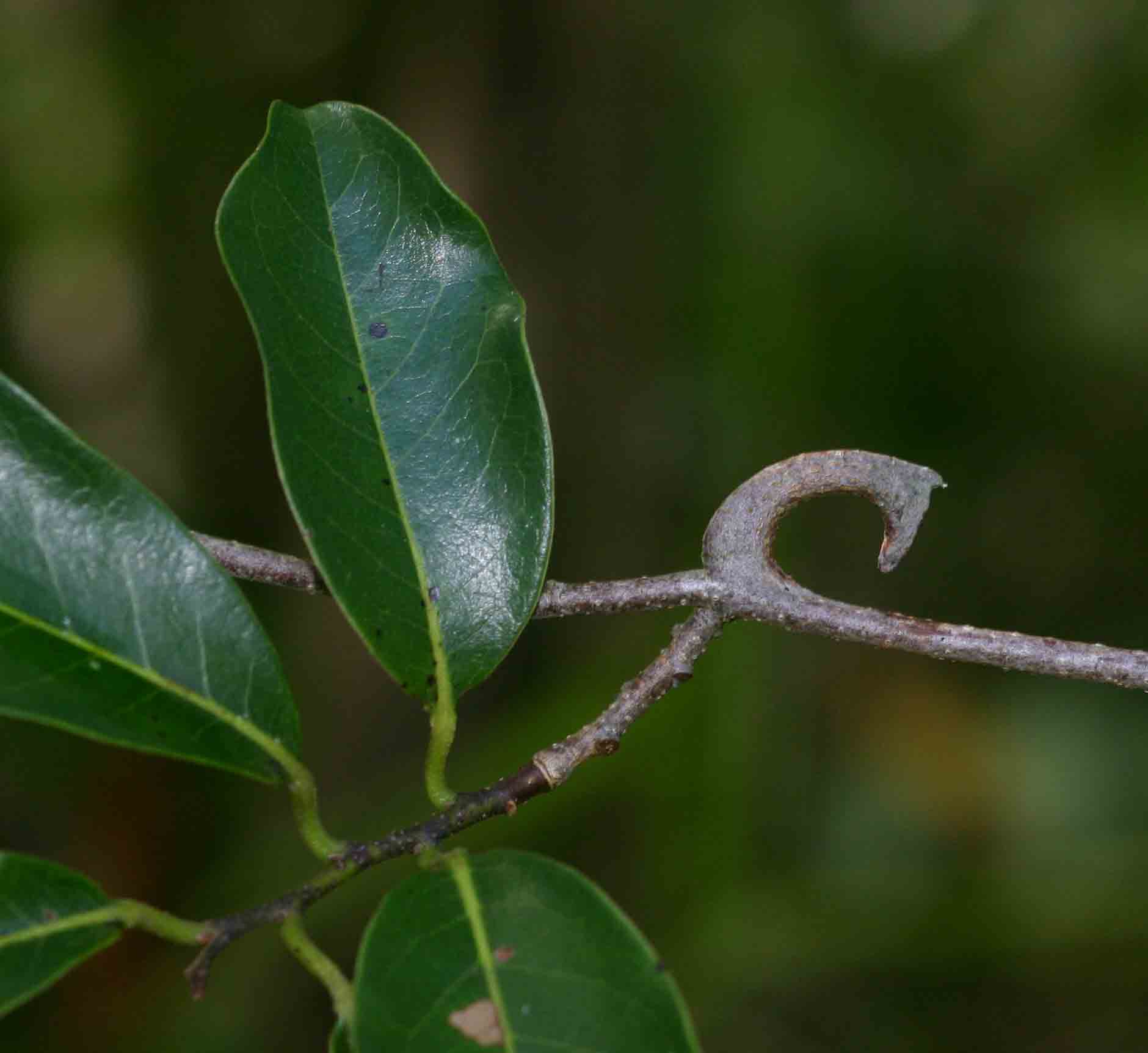 Artabotrys brachypetalus