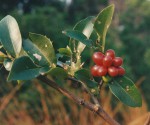 Artabotrys monteiroae