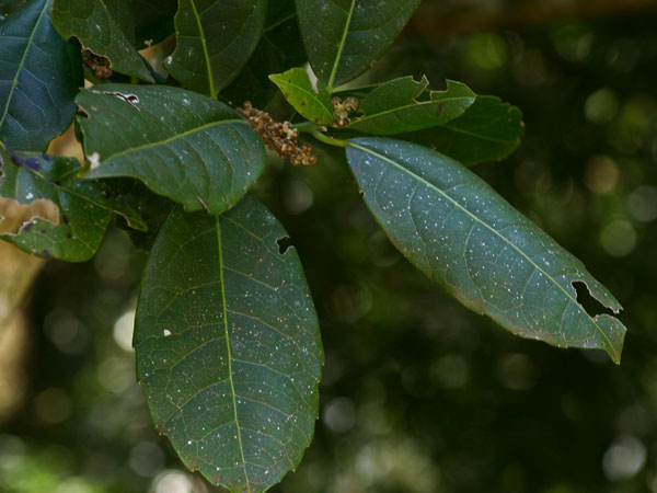 Xymalos monospora